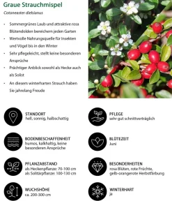 Dehner Natura Premium Laubgehölze|Vogelschutzhecken > Strauchmispel
