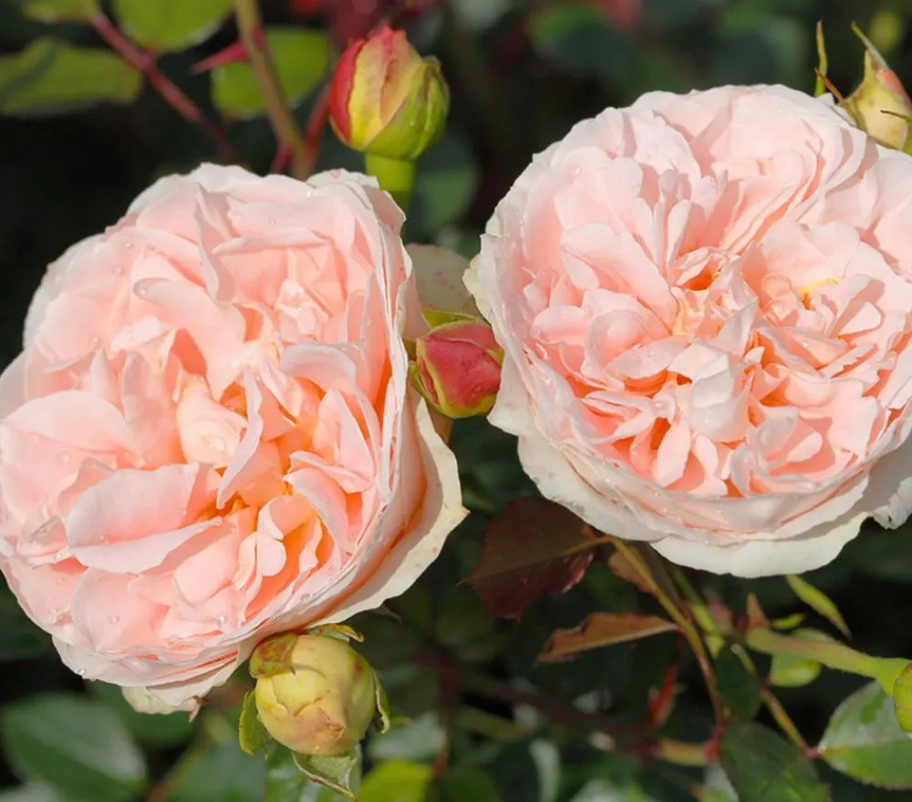 Dehner Rosen > Strauchrose 'Matthias Claudius®'