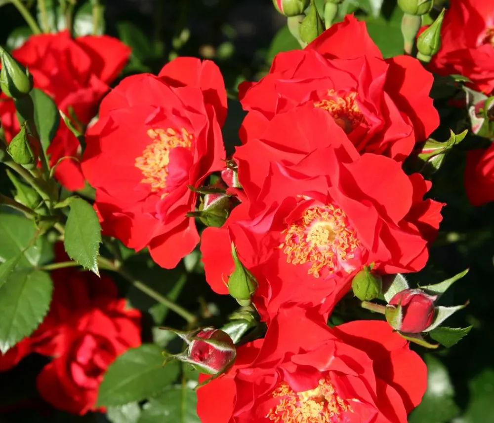 Dehner Rosen > Strauchrose 'Paprika®'