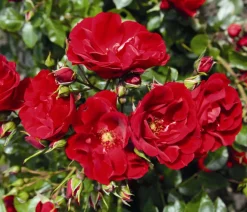 Dehner Rosen > Strauchrose 'Paprika®'