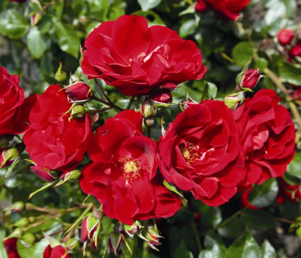 Dehner Rosen > Strauchrose 'Paprika®'