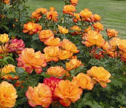 Dehner Rosen > Strauchrose 'Sahara®'