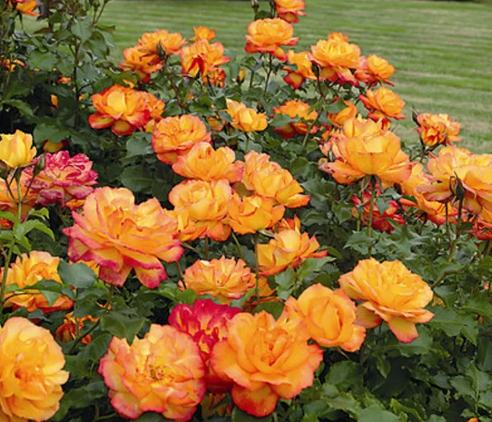 Dehner Rosen > Strauchrose 'Sahara®'