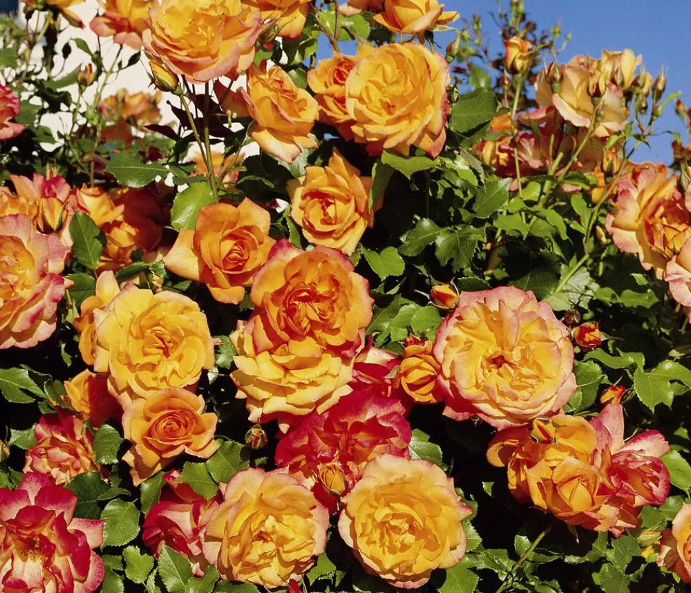 Dehner Rosen > Strauchrose 'Sahara®'