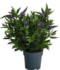 Dehner Strauchveronika Blau New