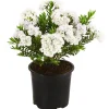 Dehner Strauchveronika 'Celina' New