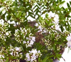 Dehner Strauchveronika 'Celina' New
