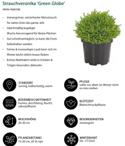 Dehner Grabschmuck & Grabgestaltung|Laubgehölze > Strauchveronika 'Green Globe'