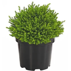 Dehner Grabschmuck & Grabgestaltung|Laubgehölze > Strauchveronika 'Green Globe'