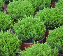 Dehner Strauchveronika 'Green Globe' Grün Sale