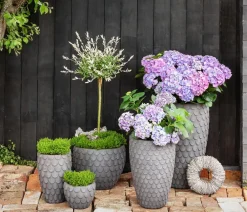 Dehner Strauchveronika 'Green Globe' Grün Sale