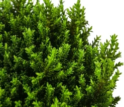 Dehner Strauchveronika 'Green Globe' Grün Sale