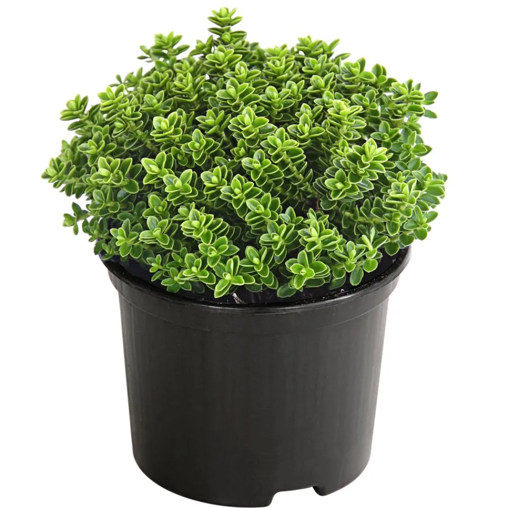 Dehner Strauchveronika 'Green Globe' Grün Sale
