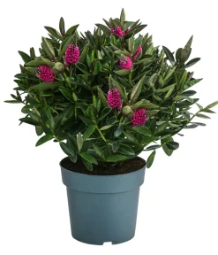 Dehner Strauchveronika, 2L Rot Discount