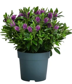 Dehner Strauchveronika, 2L Rosa