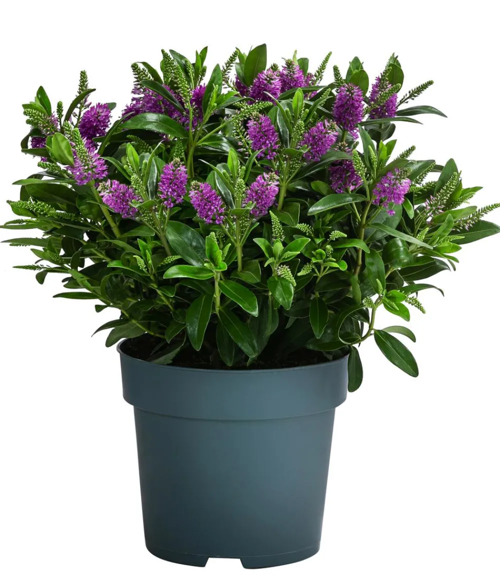 Dehner Strauchveronika, 2L Rosa