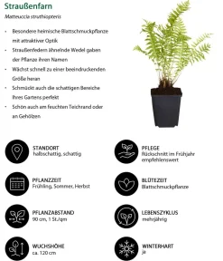 Dehner Blatt- & Schattenstauden > Straußenfarn