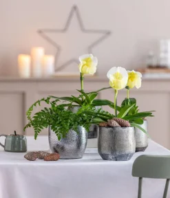 Dehner Streifenfarn - Asplenium dimorphum 'Parvati' Dunkelgrün Discount