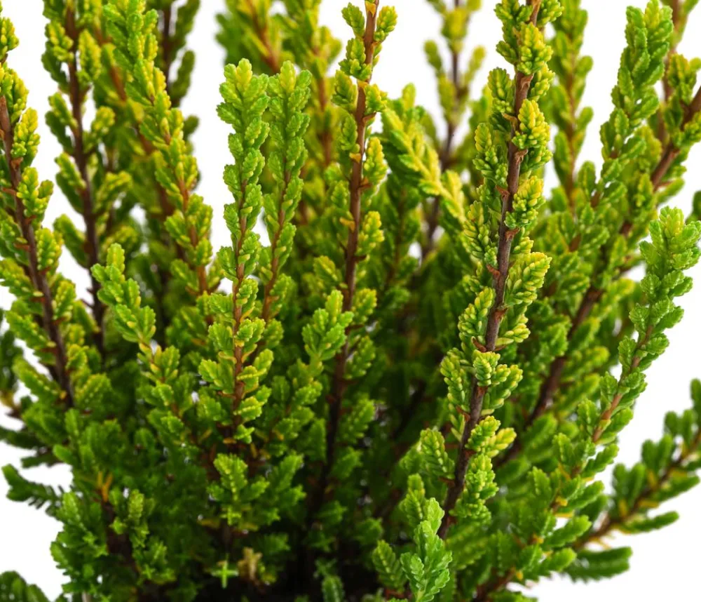 Garden Girls Grabschmuck & Grabgestaltung > Struktur-Knospenheide, verschiedene Sorten