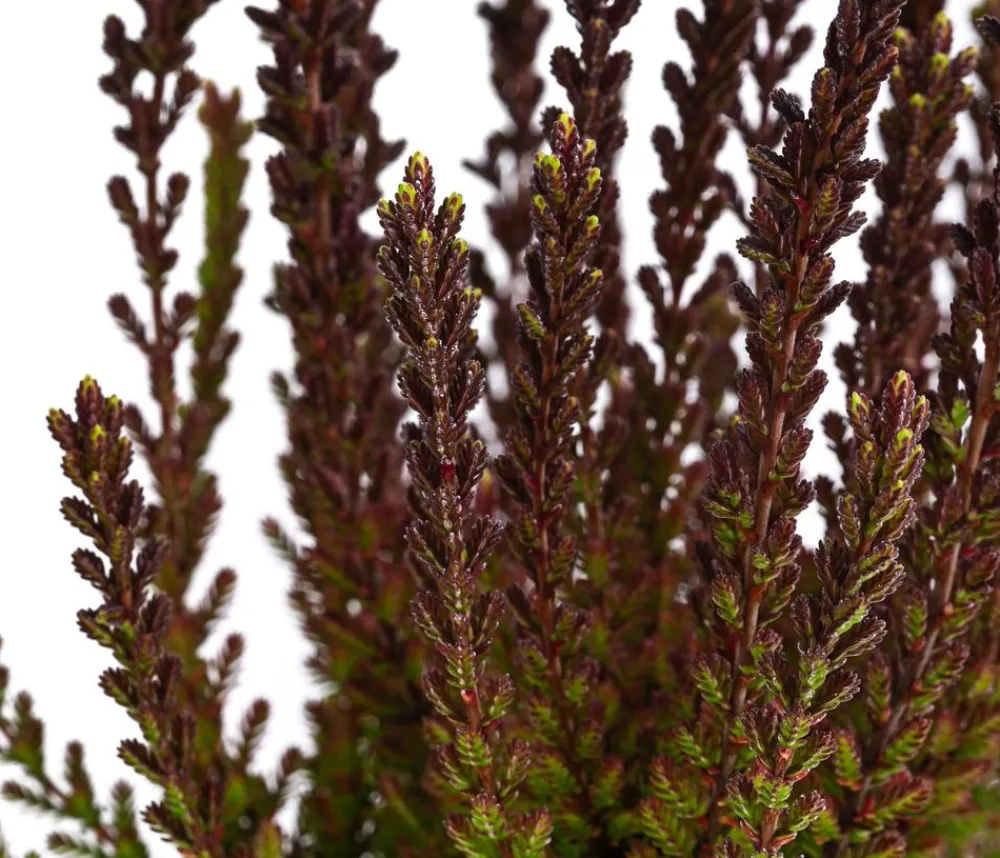 Garden Girls Grabschmuck & Grabgestaltung > Struktur-Knospenheide, verschiedene Sorten