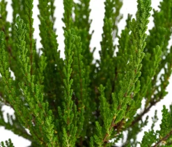 Garden Girls Grabschmuck & Grabgestaltung > Struktur-Knospenheide, verschiedene Sorten