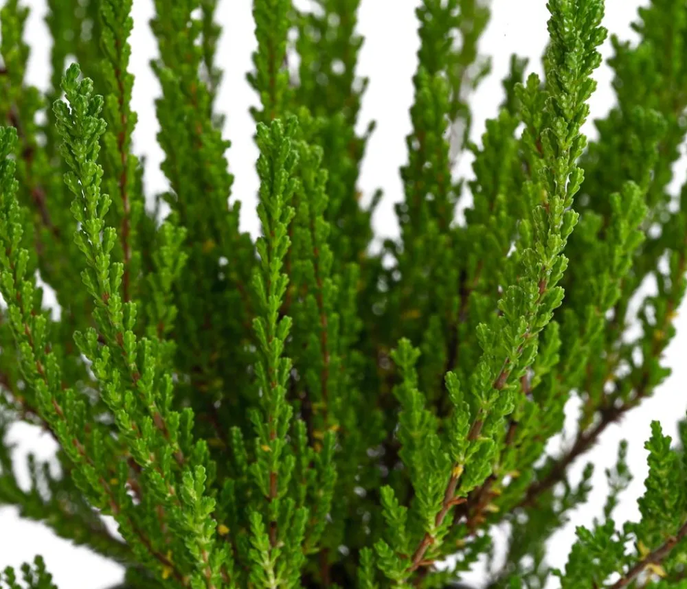 Garden Girls Grabschmuck & Grabgestaltung > Struktur-Knospenheide, verschiedene Sorten