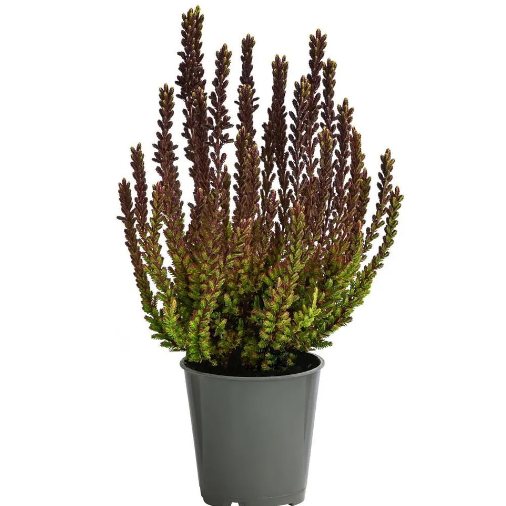 Garden Girls Grabschmuck & Grabgestaltung > Struktur-Knospenheide, verschiedene Sorten