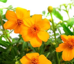 Dehner Sommerblumen - Studentenblume 'Gold Medal' Gelb