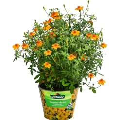 Dehner Sommerblumen - Studentenblume 'Gold Medal' Gelb