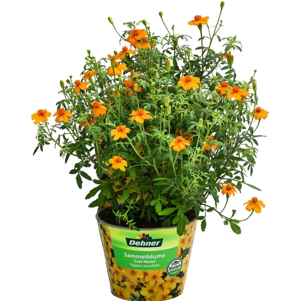 Dehner Sommerblumen - Studentenblume 'Gold Medal' Gelb