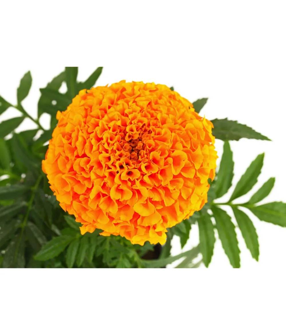Dehner Studentenblume, großblumig, verschiedene Farben New