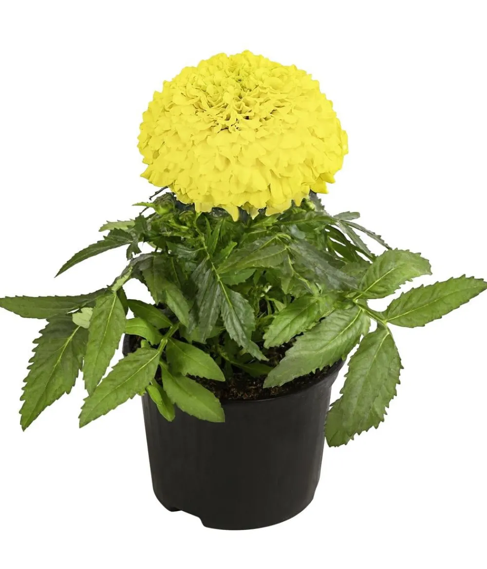 Dehner Studentenblume, großblumig, verschiedene Farben New