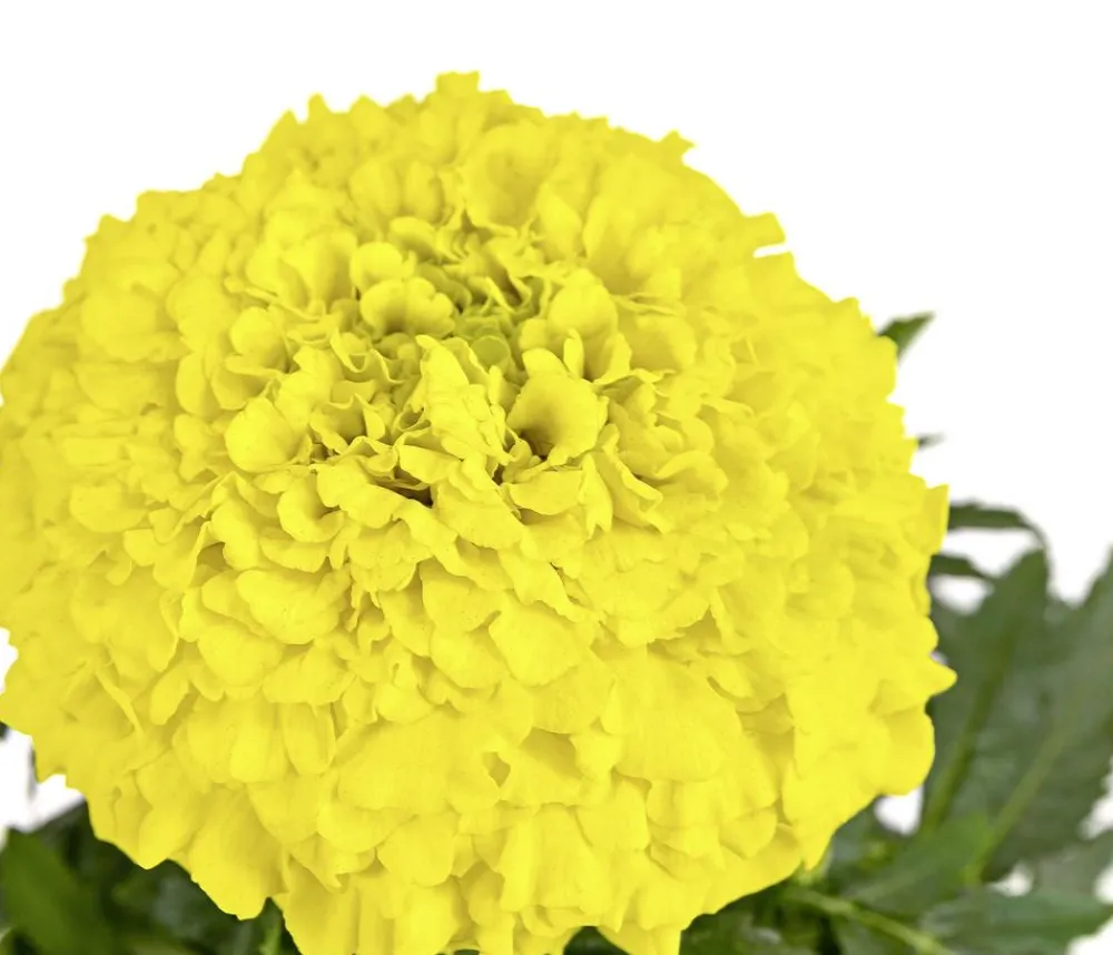 Dehner Studentenblume, großblumig, verschiedene Farben New