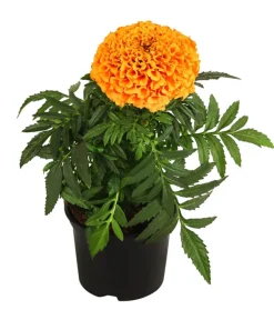 Dehner Studentenblume, großblumig, verschiedene Farben New