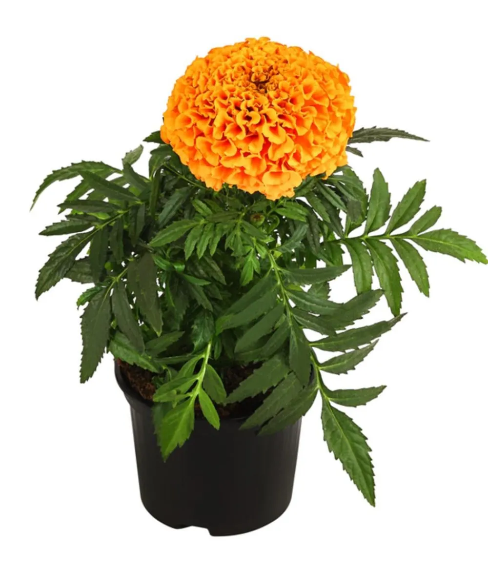 Dehner Studentenblume, großblumig, verschiedene Farben New