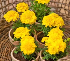 Dehner Sommerblumen > Studentenblume, verschiedene Farben