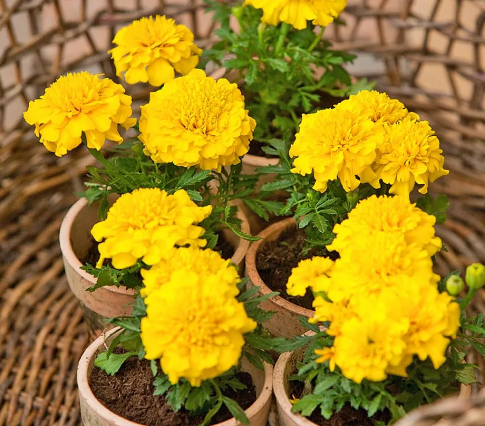Dehner Sommerblumen > Studentenblume, verschiedene Farben