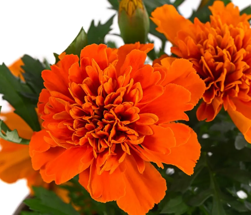 Dehner Sommerblumen > Studentenblume, verschiedene Farben