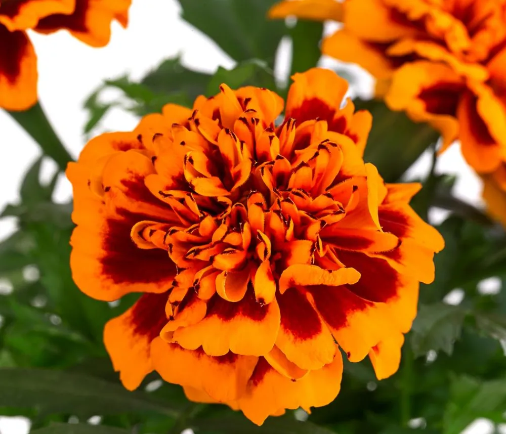 Dehner Sommerblumen > Studentenblume, verschiedene Farben