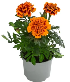 Dehner Sommerblumen > Studentenblume, verschiedene Farben