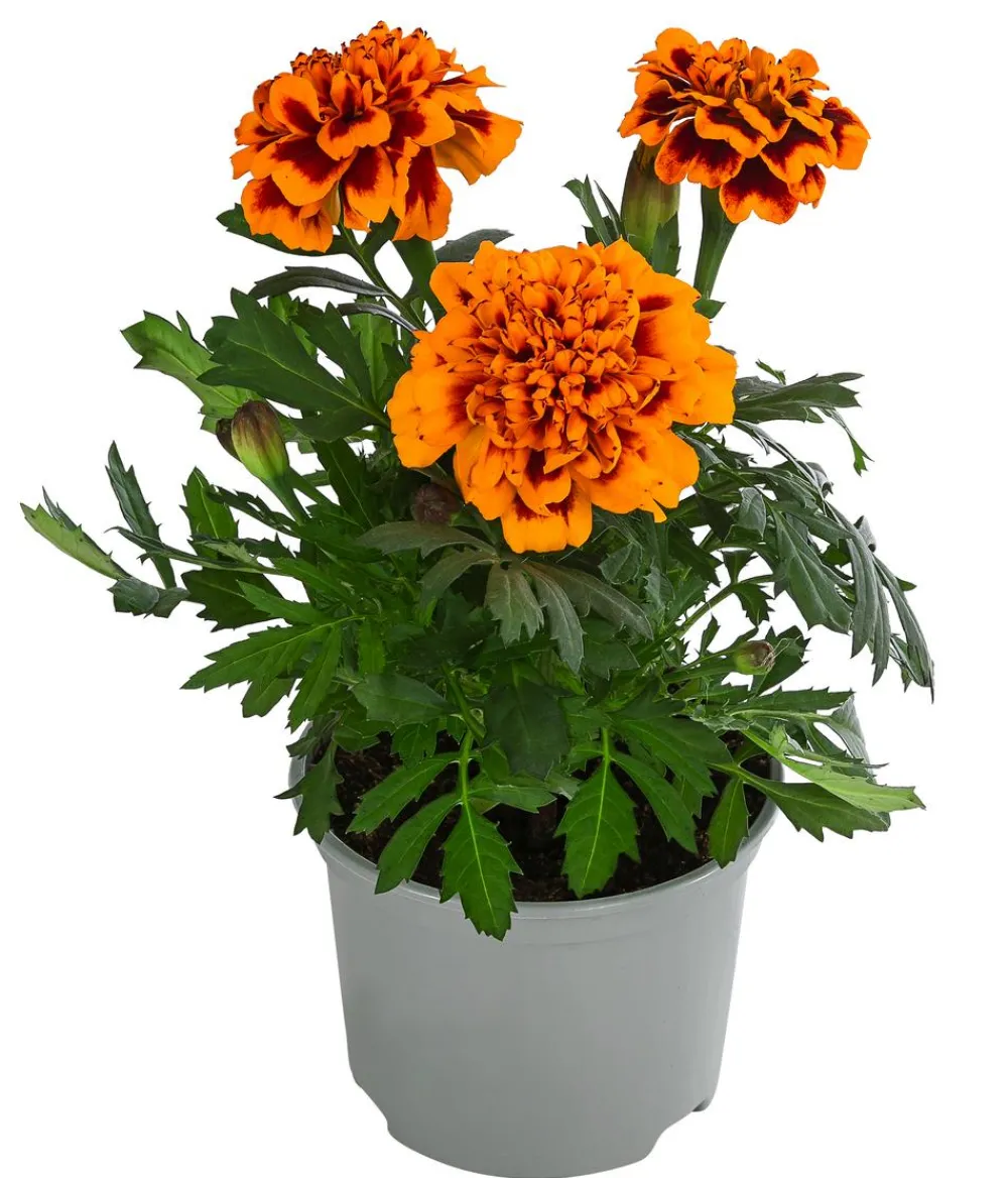Dehner Sommerblumen > Studentenblume, verschiedene Farben
