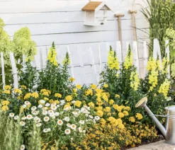 Dehner Sommerblumen > Studentenblume, verschiedene Farben