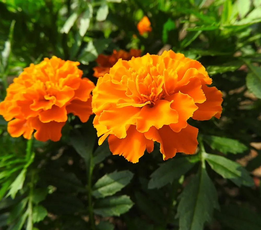 Dehner Sommerblumen > Studentenblume, verschiedene Farben
