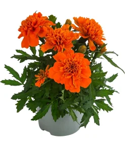Dehner Sommerblumen > Studentenblume, verschiedene Farben
