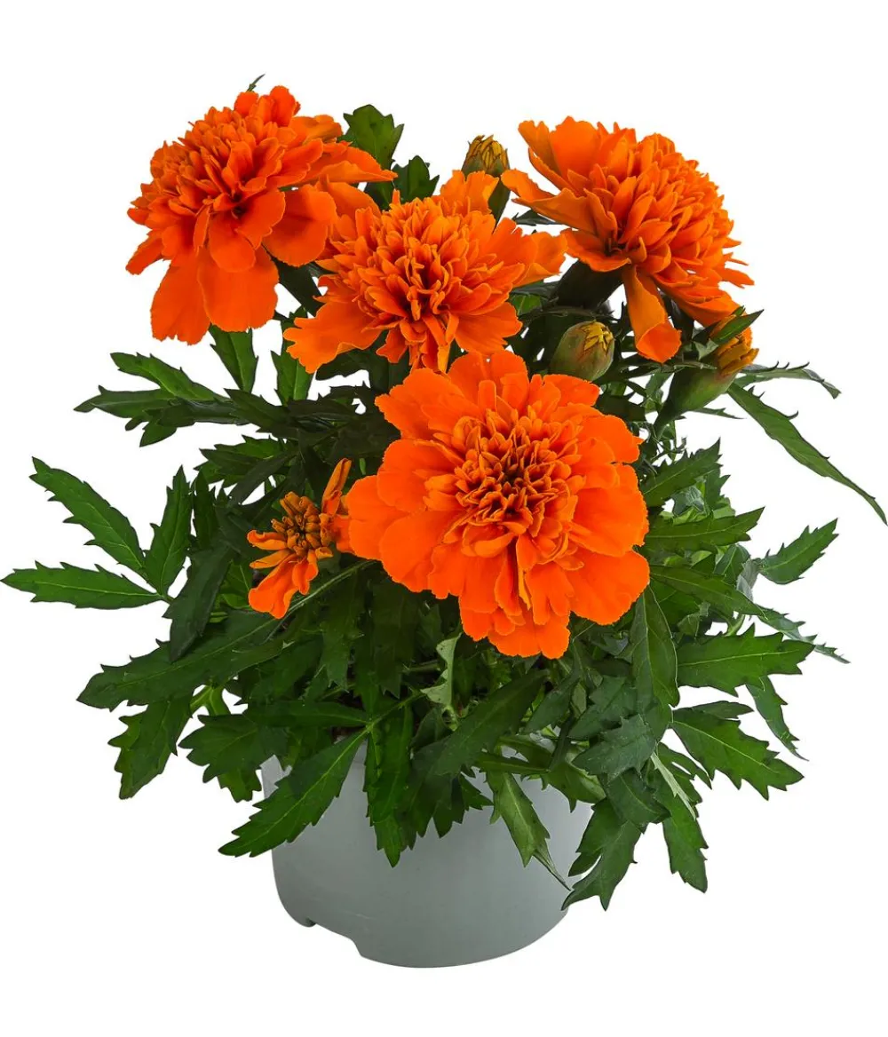 Dehner Sommerblumen > Studentenblume, verschiedene Farben