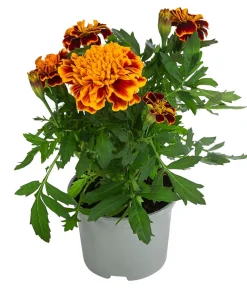 Dehner Sommerblumen > Studentenblume, verschiedene Farben
