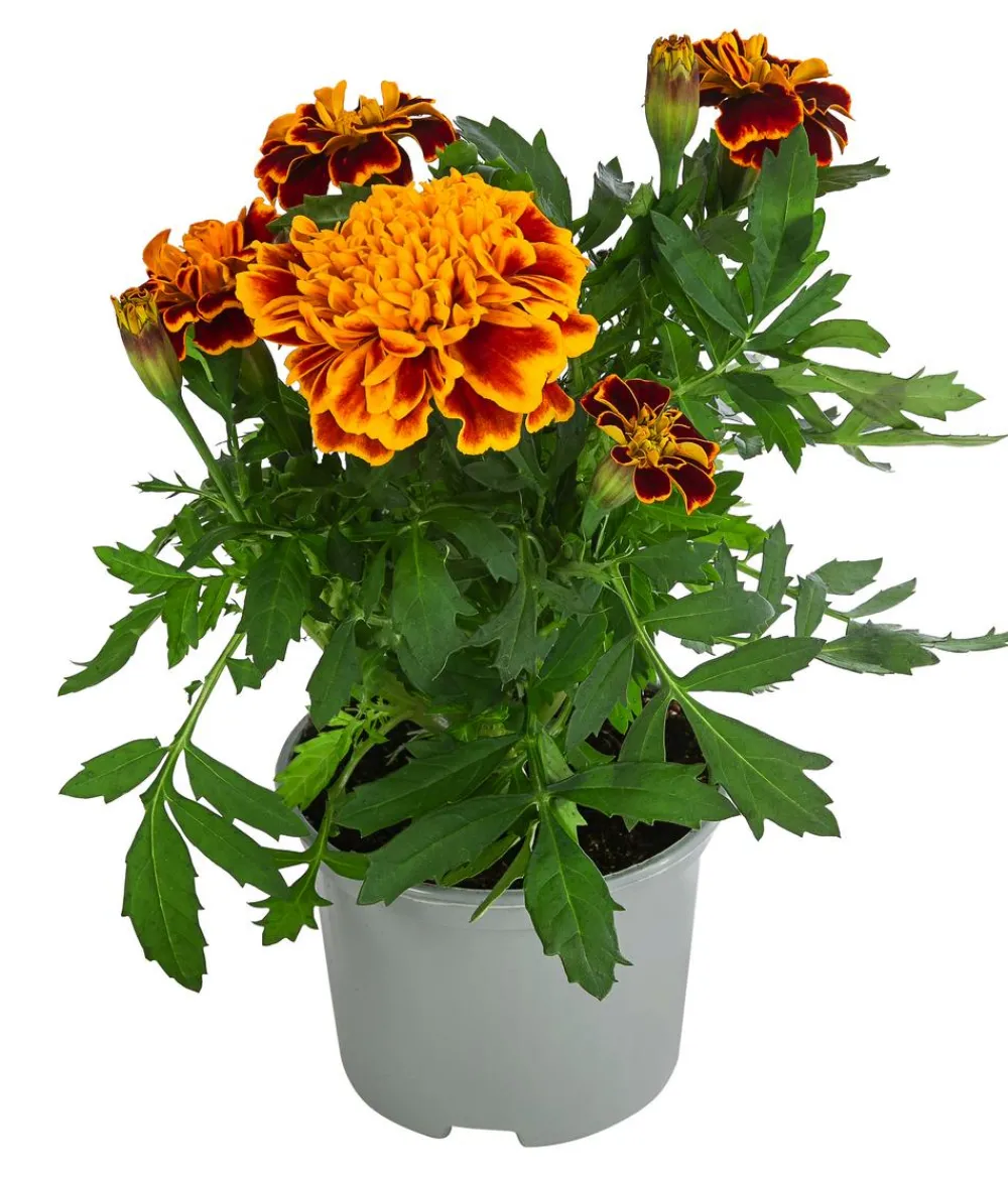 Dehner Sommerblumen > Studentenblume, verschiedene Farben