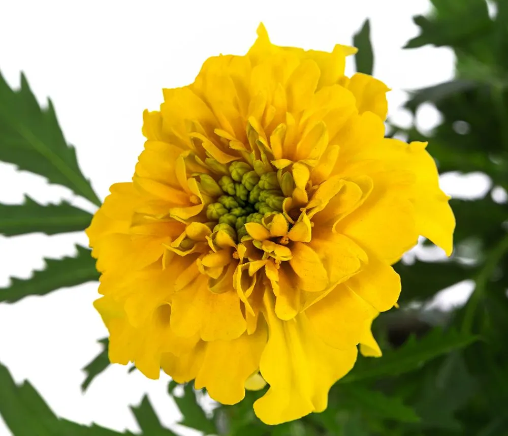 Dehner Sommerblumen > Studentenblume, verschiedene Farben