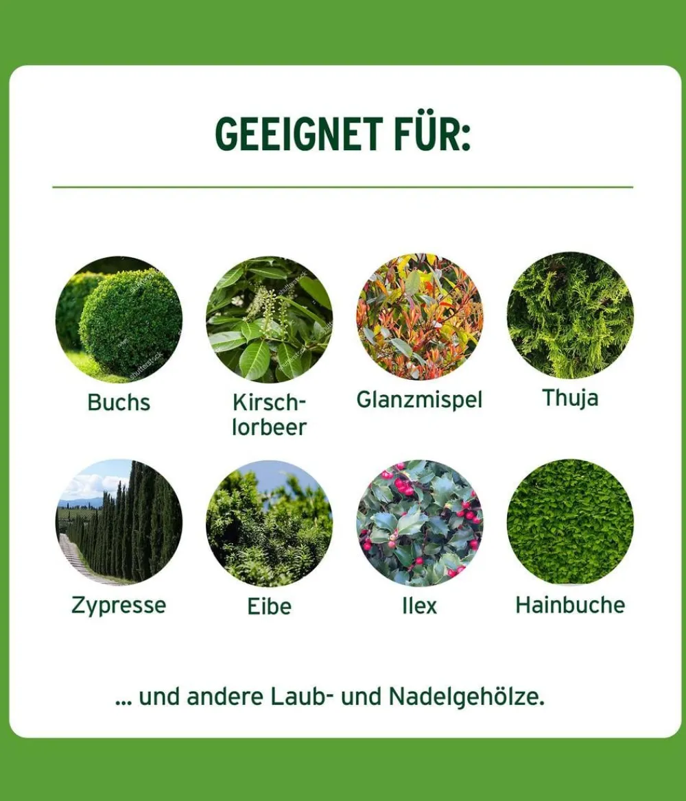 Substral® Langzeit Depotdünger Buchs & Hecken, 1,5 kg Best