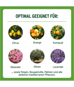 Substral® Obst- & Gemüsedünger - Langzeit Depotdünger für Zitrus- & mediterrane Pflanzen, 750 g